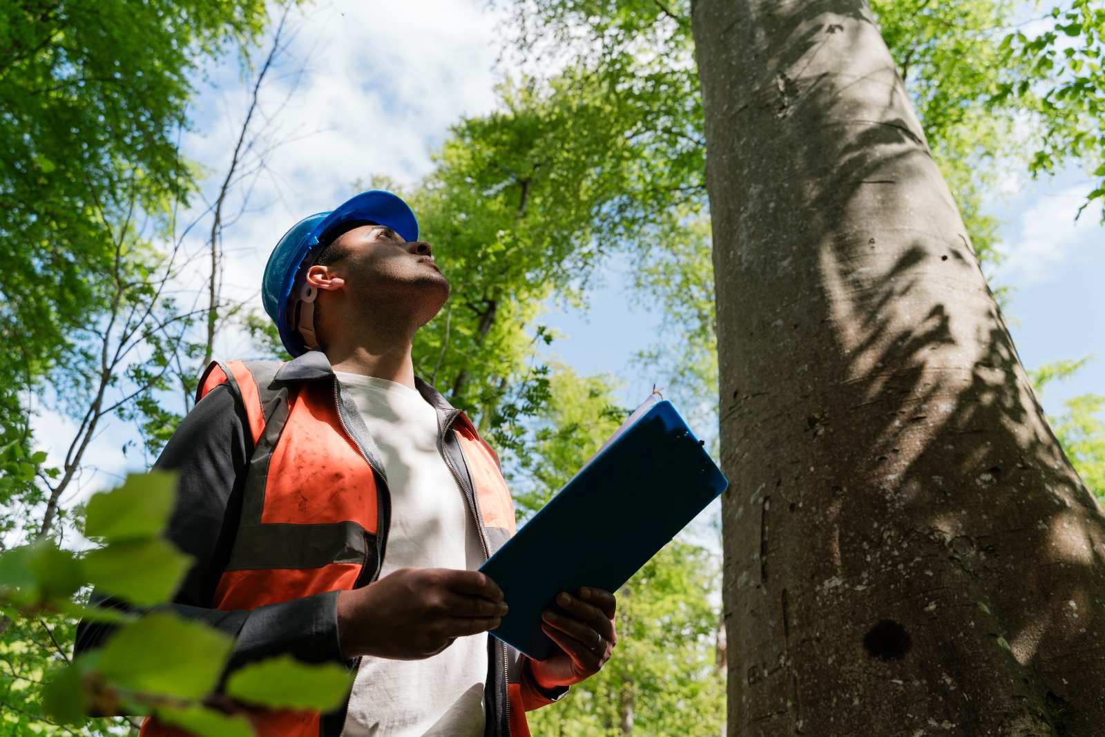 Arborist Reports in Cairns