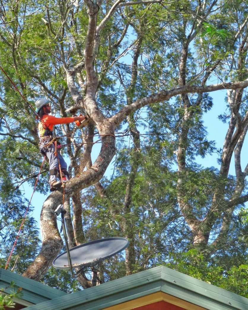 Tree Trimming & Pruning by Coral Coast Tree Care