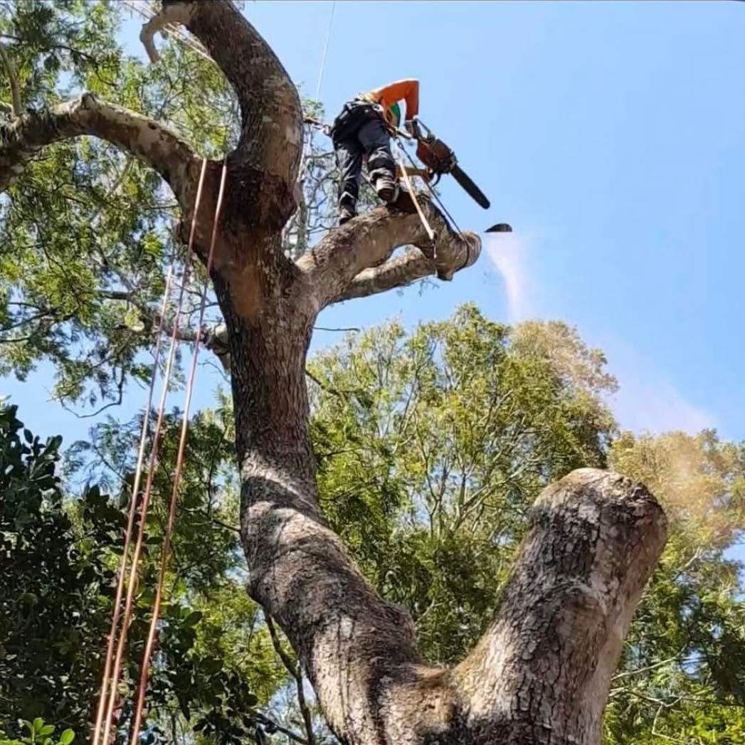 Tree Removal in Cairns