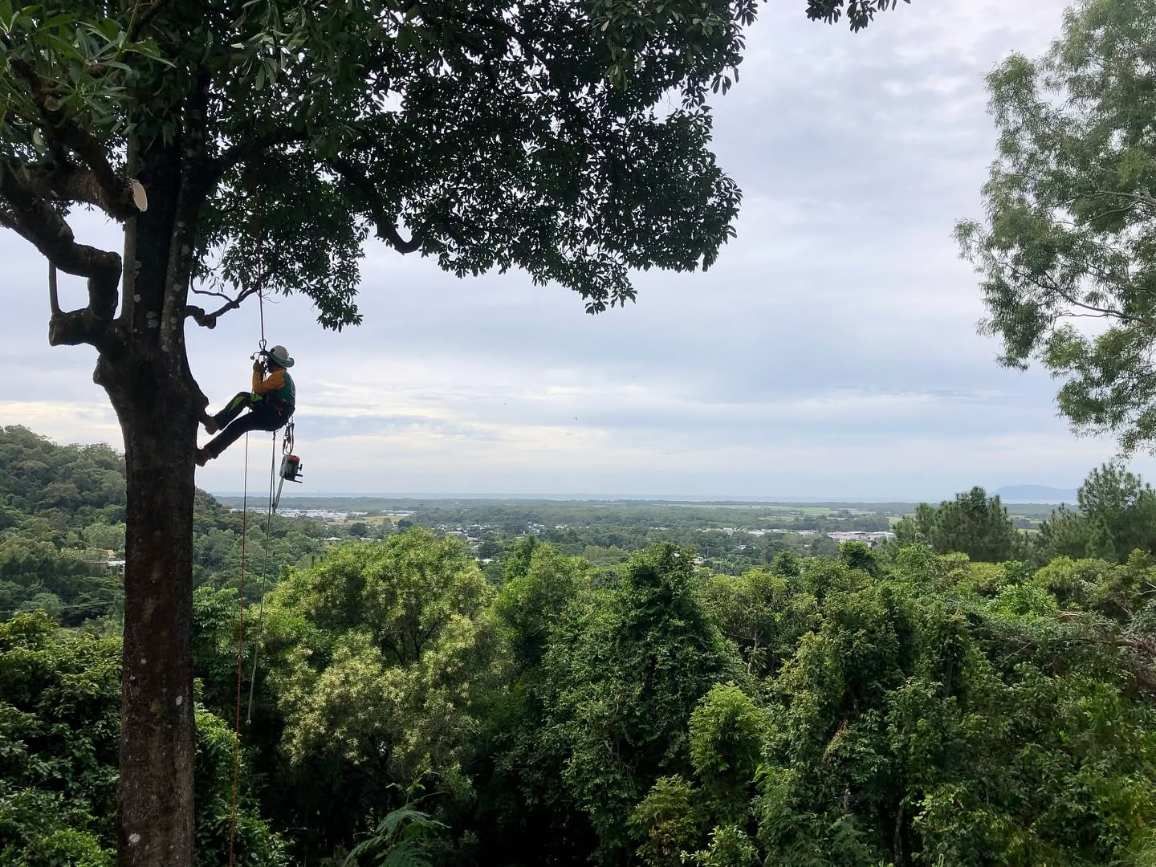 Coral Coast arborist climbing a tree above Cairns