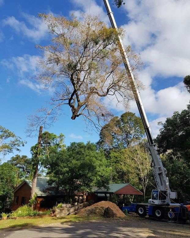 Tree Removal by Coral Coast Tree Care