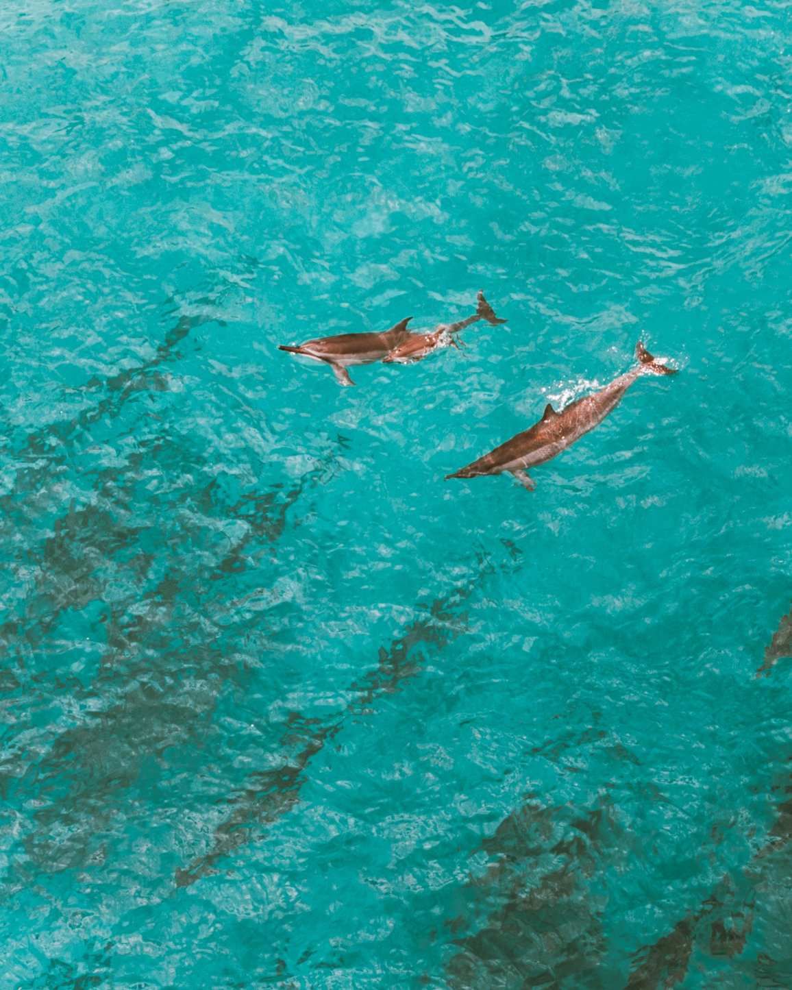 Wild dolphins in the turquoise waters of the coral coast