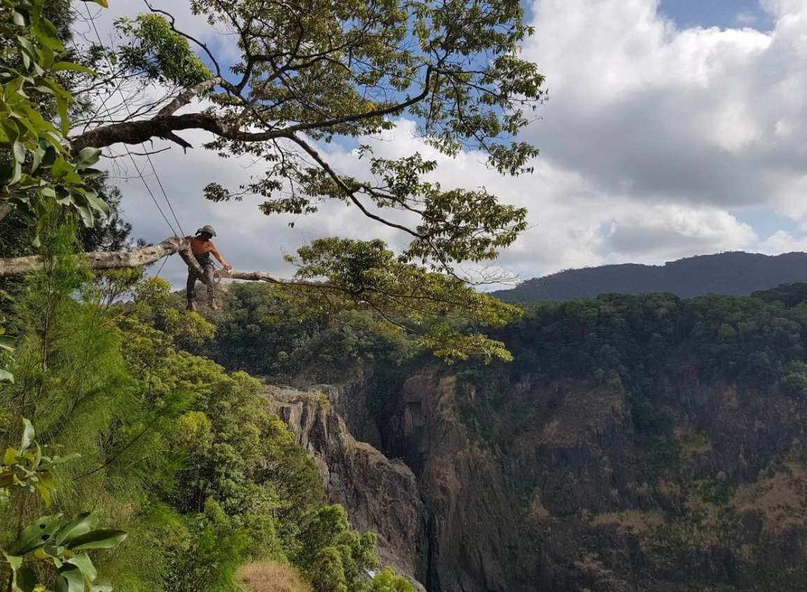 Arborist working high above a gorge near Cairns