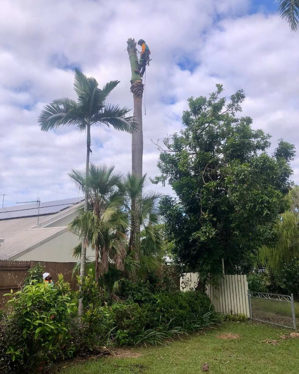 Palm Removal & Cleaning by Coral Coast Tree Care