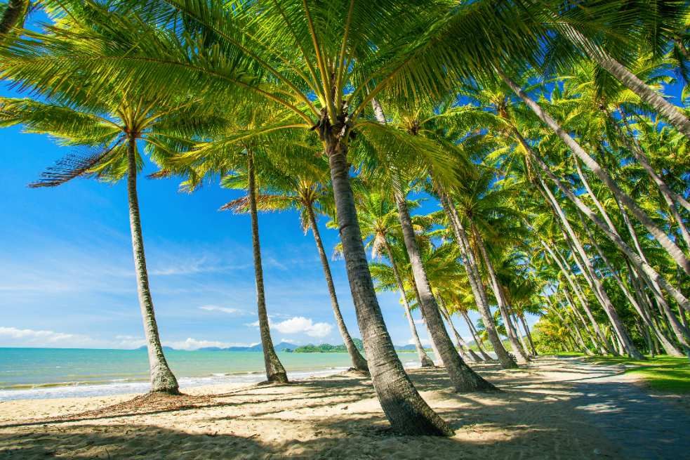 Palm Care in the Tropics: Cleaning, De-nutting and When to Remove