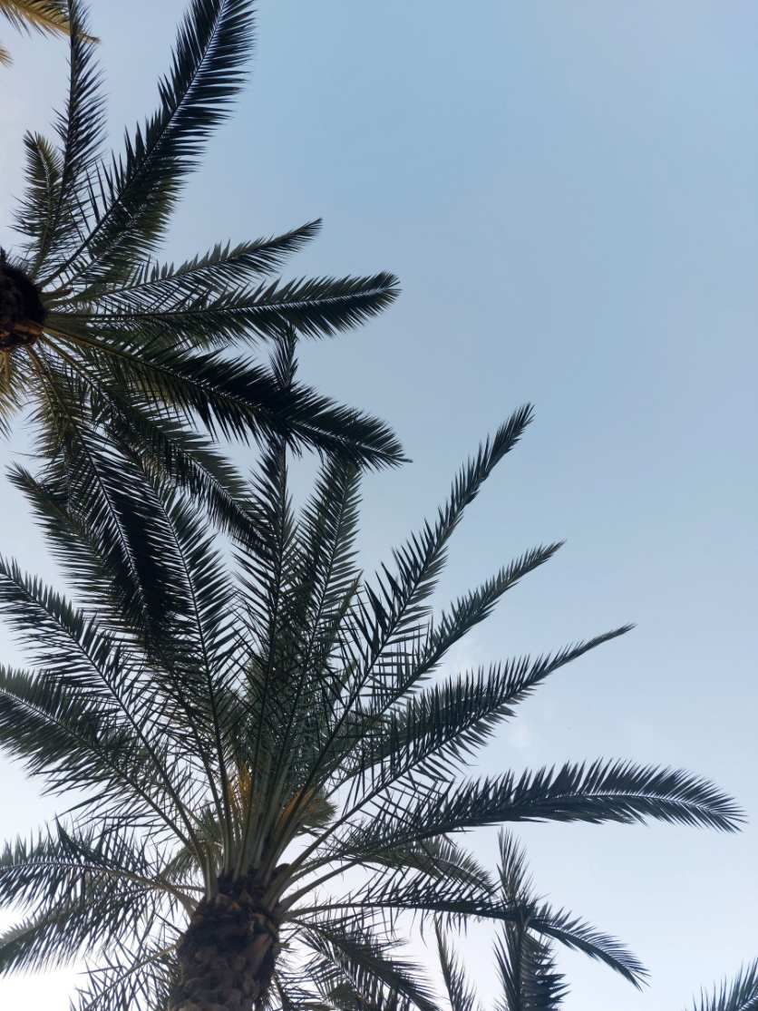 Cyclone Preparation by Coral Coast Tree Care