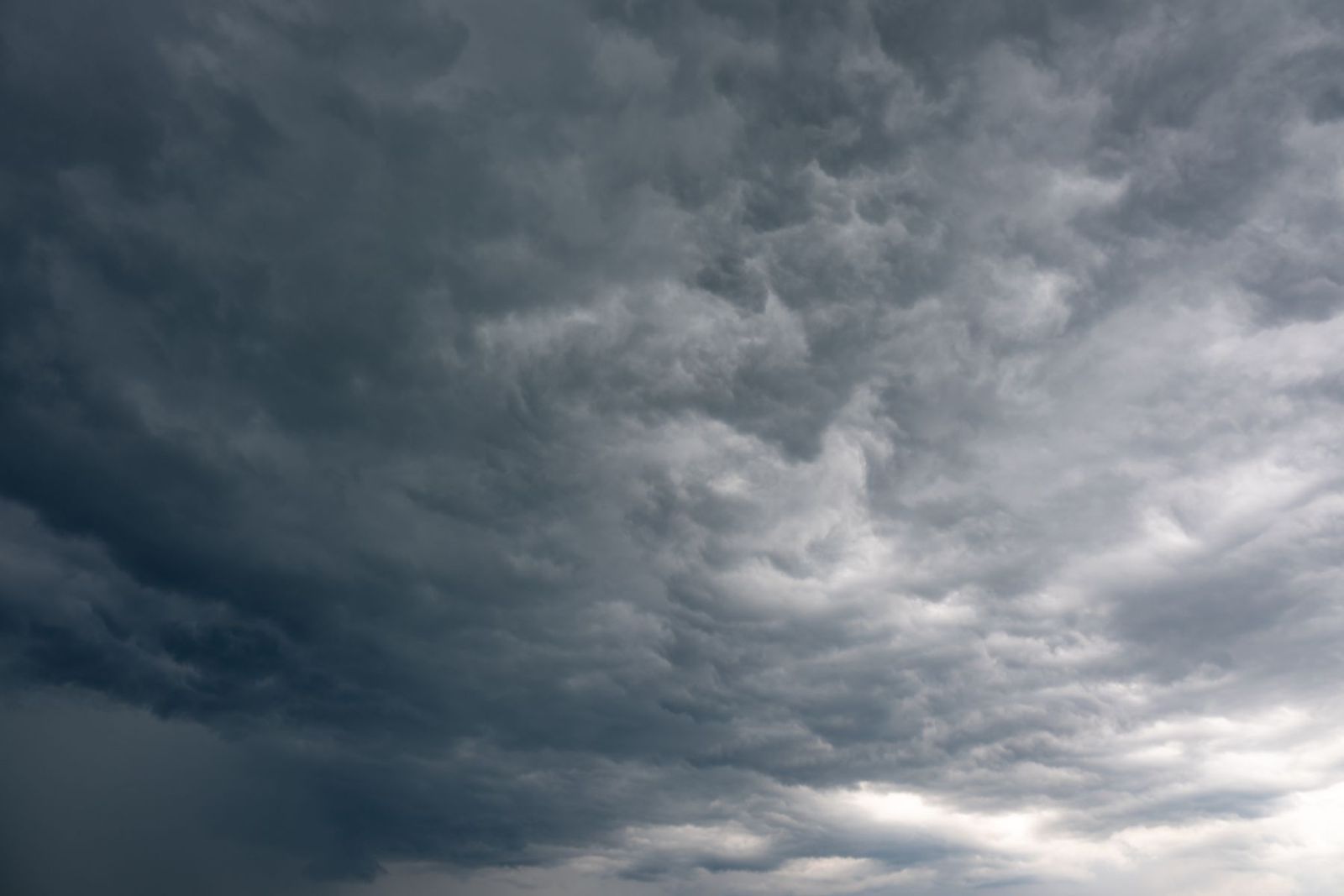 Your Cairns Cyclone Season Tree Checklist