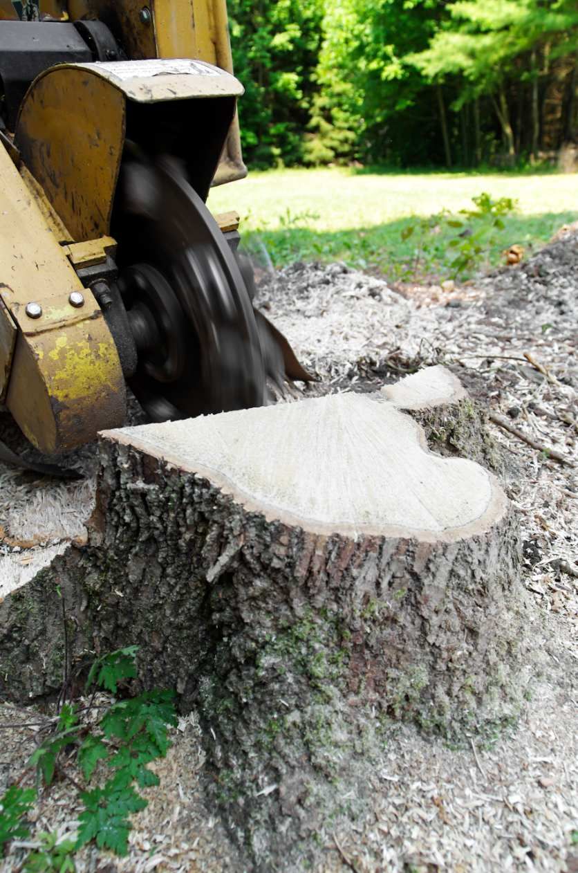 Stump Grinding by Coral Coast Tree Care