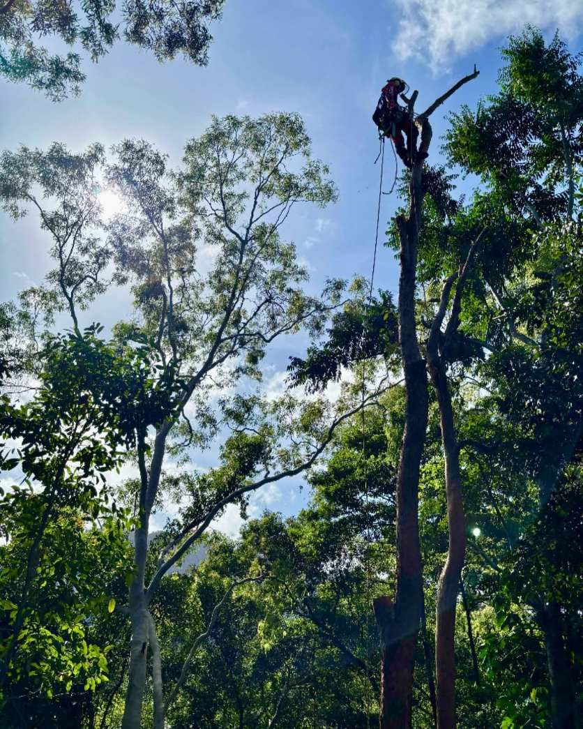 Arborist Reports by Coral Coast Tree Care